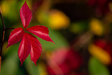 Winobluszcz pięciolistkowy (Parthenocissus quinquefolia), czerwony liść , na zielono żółtym tle.  - obrazy, fototapety, plakaty