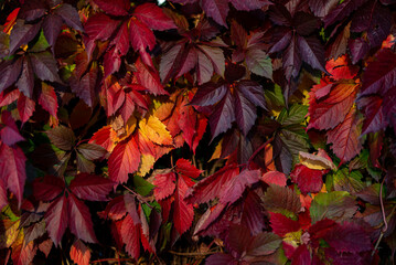 Naklejka na ściany i meble Żywopłot pokryty kolorowymi liśćmi w popołudniowych promieniach słońca, złota polska jesień. 