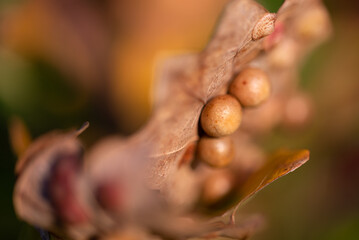 Kule na liściu dębu szypułkowego (Quercus roburgalasy), dębianka, galas lub jabłuszka dębowe. - obrazy, fototapety, plakaty