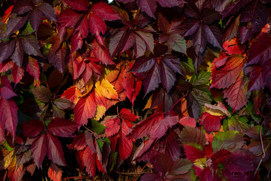 Żywopłot pokryty kolorowymi liśćmi w popołudniowych promieniach słońca, złota polska jesień. 