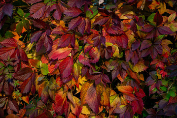 Kolorowe liście pokrywające płot, złota polska jesień. Winobluszcz pięciolistkowy, parthenocissus quinquefolia.