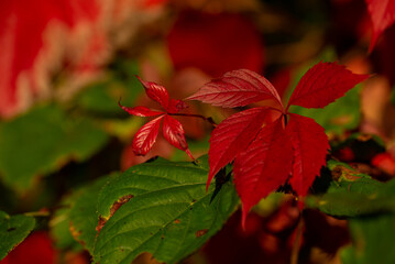 Naklejka na ściany i meble Czerwone małe liście na zielonym tle, winobluszcz pięciolistkowy (Parthenocissus quinquefolia).