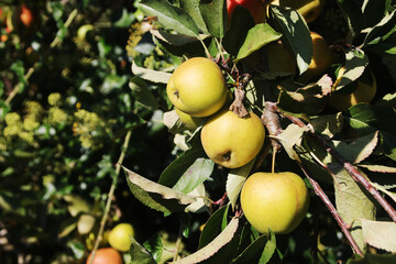 A ripe apple on the tree in autumn season	