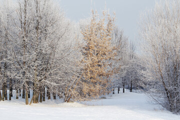 Moscow park in winter season