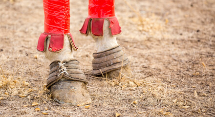 Horses are large. Harnessed and saddled, the horses are tied to a stall in a green meadow....