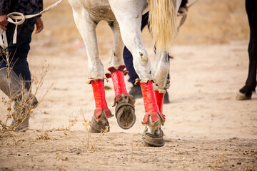Horses are large. Harnessed and saddled, the horses are tied to a stall in a green meadow....