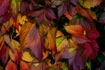 Kolory liści w różnym stadium zmiany barwy. Winobluszcz pięciolistkowy, Parthenocissus quinquefolia . - obrazy, fototapety, plakaty