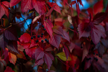 Czerwone liście bluszczu rosnącego na płocie, winobluszcz pięciolistkowy (Parthenocissus quinquefolia). Rozmyte niebo, Polska. - obrazy, fototapety, plakaty