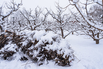 Fototapeta na wymiar twigs forest fruit tree dry firewood snow