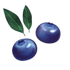 リアルな瑞々しいブルーベリーと葉っぱ　線画なし