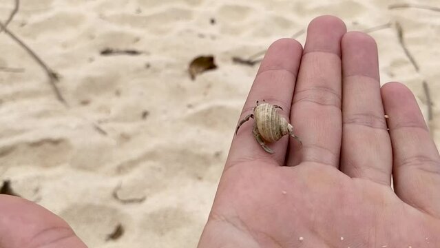 Baby crab in a rapan shell walking on a man's hand with a sandy beach in the background.