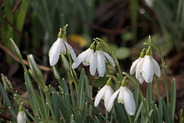 White Snowdrop flowers, Galanthus nivalis, blooming in springtime, close-up view