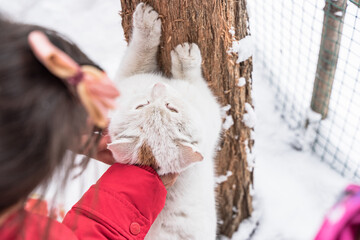 Kitten rubs paws on tree trunk stroking cat
