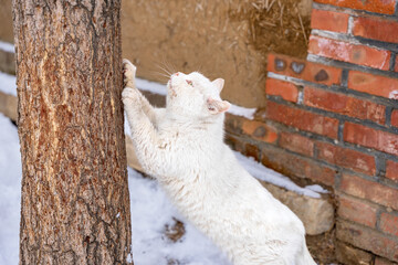 cat grinding paws on tree trunk