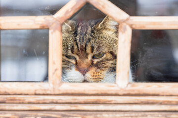 cat behind wooden window