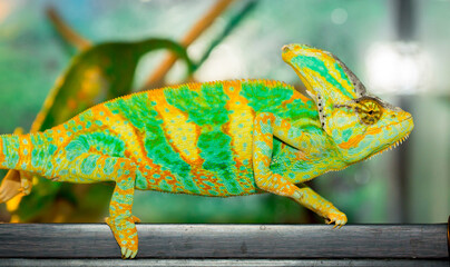 Beautiful Chameleon closeup isolated on white background. Multicolor beautiful reptile chameleon...