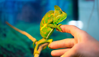 Beautiful Chameleon closeup isolated on white background. Multicolor beautiful reptile chameleon with colorful bright skin. The concept of disguise and bright skins. Exotic tropical animal. © Vera