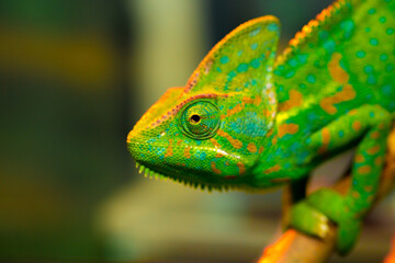 Beautiful Chameleon closeup isolated on white background. Multicolor beautiful reptile chameleon with colorful bright skin. The concept of disguise and bright skins. Exotic tropical animal.