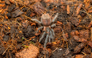 Cub spider tarantula in the forest