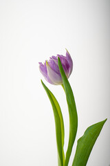 Beautiful tulip flower on a white background.