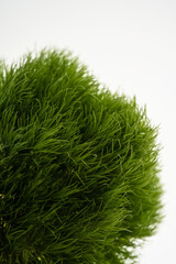 Dianthus barbatus Green Trick on a white background.