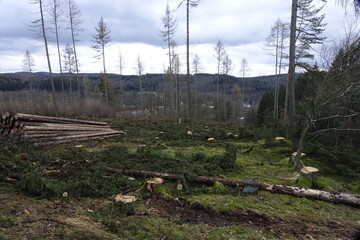 Deforestation of Siegerland spruce forest due to climate change, bark beetles and winter storms (horizontal), Allenbach, NRW, Germany