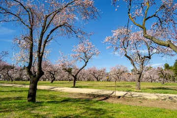 Flowers. The Quinta de los Molinos park in Madrid in full spring bloom of the almond and cherry trees with the white and pink flowers and people strolling through the park, in Spain. Europe. Photo.