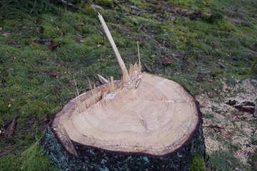 Close up of stump in deforested Siegerland spruce forest, concept of climate change, bark beetles...