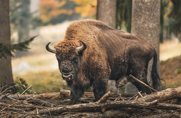buffalo in the field - 487956803