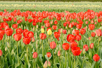 Fototapeta na wymiar tulips field with red tulips in springtime