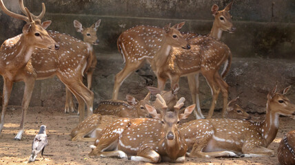 Chital Spotted Deer The chital also known as spotted deer. The point is the herd of deer