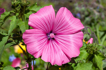 Fototapete bei efototapeten.de bestellen   