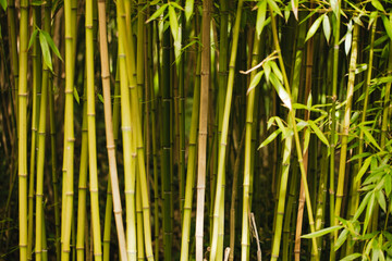 Jardin de Vauville, bambous