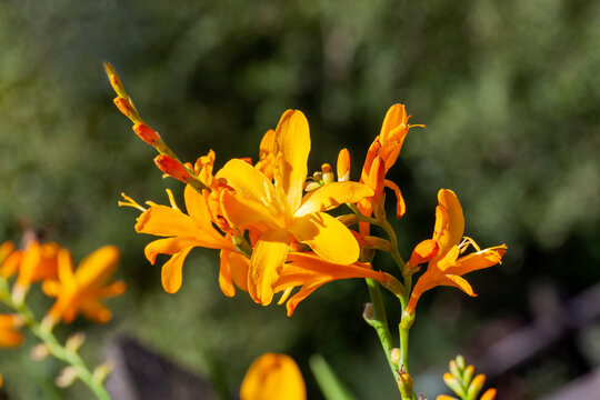 Crocosmia 'George Davidson' a summer autumn flowering plant with an orange yellow summertime flower also  known as montbretia, stock photo image
