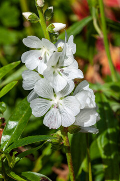 Sidalcea candida a summer flowering plant with a white summertime flower commonly known as prairie mallow, stock photo image