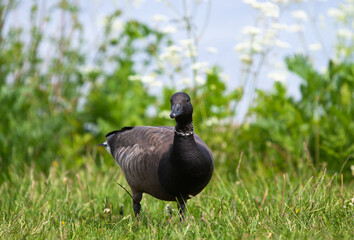 Brant goose standing on grass by the sea, in summer. Flowers in the background. Branta bernicla.