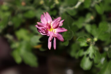 Chrysanthemum flower closeup ongreen background