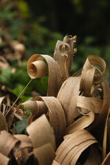 Jardin de Vauville, plantes