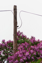 Telefoniczny słup otulony fioletowymi, różowymi gałęziami kwiatów wiosennego bzu.