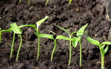 sprout