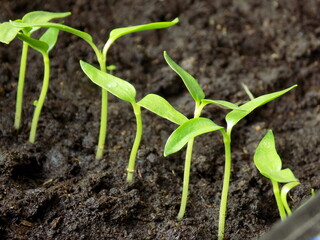 Green seedling sprouts with two leaves in the soil