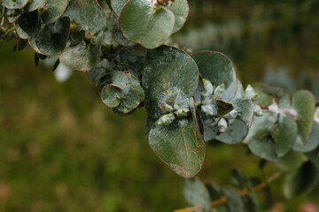 Jardin de Vauville, plantes