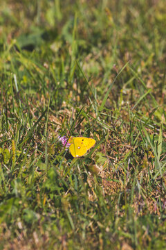 yellow leaf on the grass