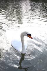 beautiful white swan on a lake in Cirencester, Uk