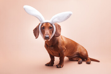 funny dachshund on a beige background with white rabbit ears. Easter concept
