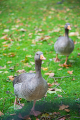 Two geese running on the grass. Public park in London.