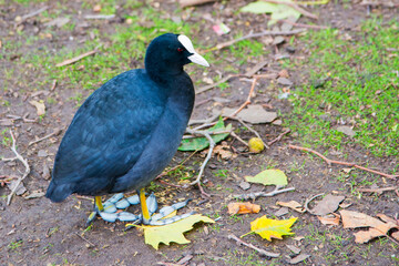 Cute coot with amazing blue feet. Public park. London, UK