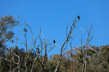 Three black shags (cormorants) silhouettes fly away in the sky High quality photo