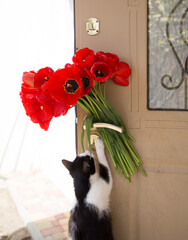 spring bouquet of red tulips on front door handle. A surprise, a pleasant unexpected gift, a sign of attention, gratitude. Black and white cat thug wants flowe