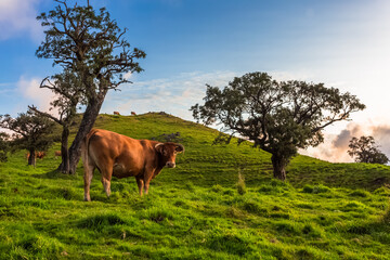 Vaches au pâturage, route du Volcan, île de la Réunion 